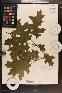 Quercus coccinea image