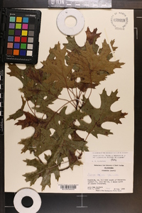 Quercus coccinea image