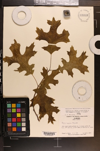 Quercus coccinea image