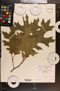 Quercus coccinea image