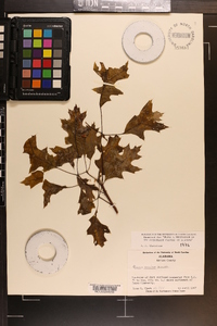 Quercus coccinea image