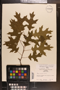 Quercus coccinea image