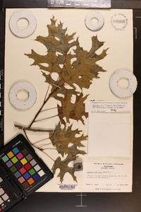 Quercus coccinea image