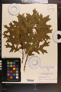 Quercus coccinea image