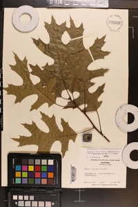 Quercus coccinea image