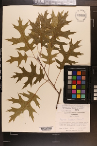 Quercus coccinea image