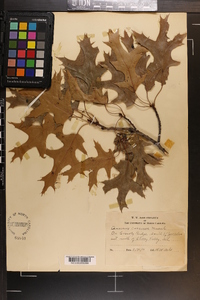 Quercus coccinea image