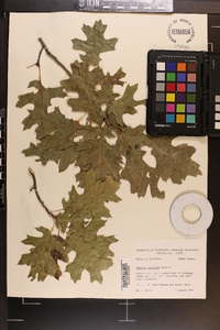 Quercus coccinea image