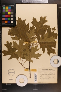 Quercus coccinea image