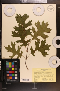 Quercus coccinea image