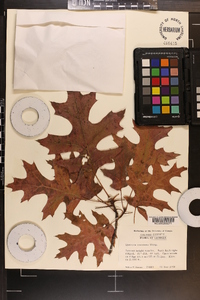 Quercus coccinea image