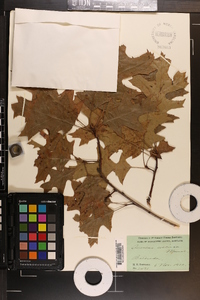 Quercus coccinea image