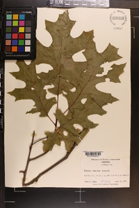 Quercus coccinea image