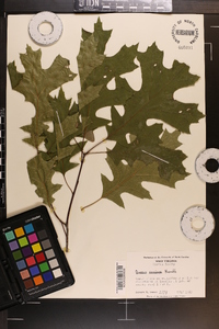 Quercus coccinea image