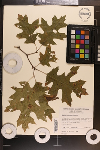 Quercus coccinea image