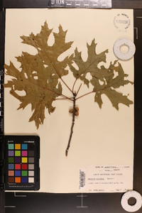 Quercus coccinea image