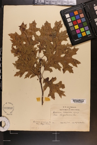 Quercus coccinea image