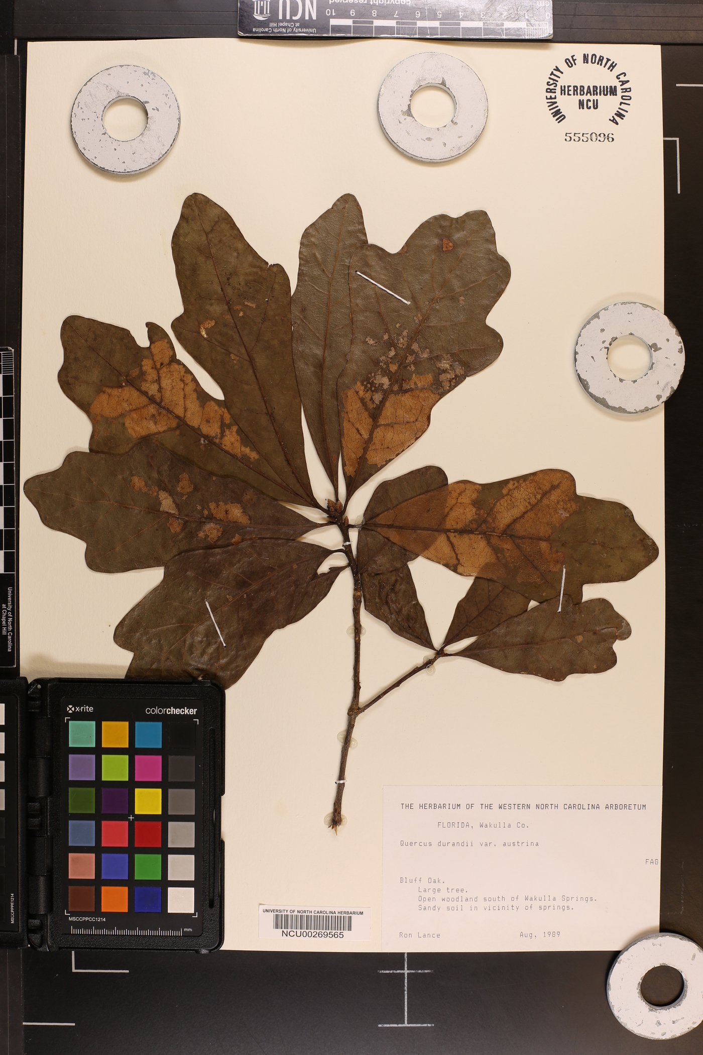 Quercus austrina image