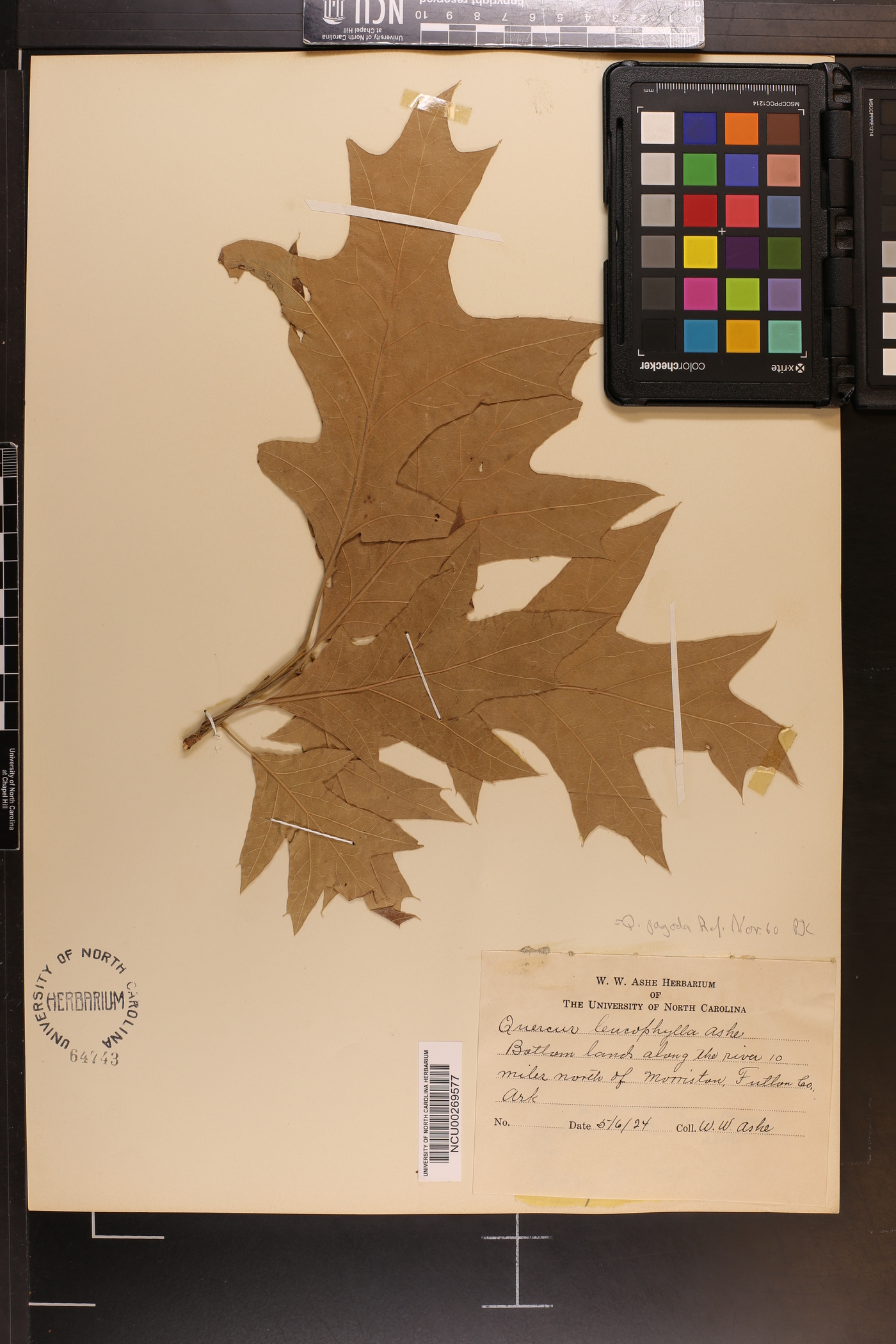 Quercus falcata var. pagodifolia image