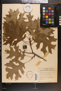 Quercus coccinea image