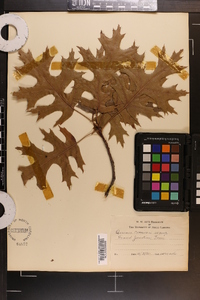 Quercus coccinea image