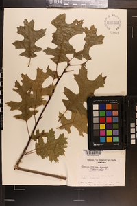 Quercus coccinea image