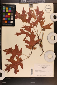 Quercus coccinea image