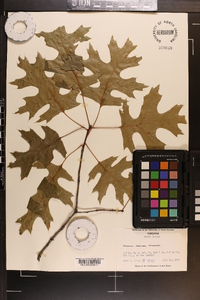 Quercus coccinea image