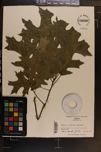 Quercus coccinea image