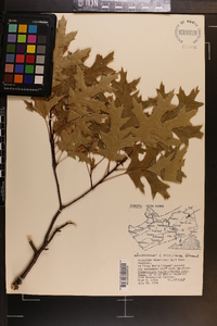 Quercus coccinea image