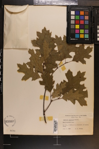 Quercus coccinea image