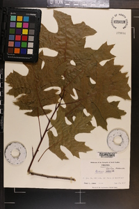 Quercus coccinea image