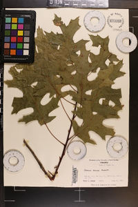 Quercus coccinea image