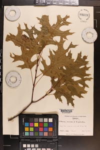 Quercus coccinea image