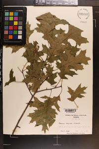 Quercus coccinea image