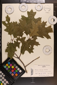 Quercus coccinea image