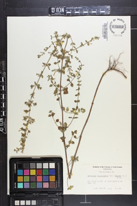 Clinopodium nepeta subsp. glandulosum image
