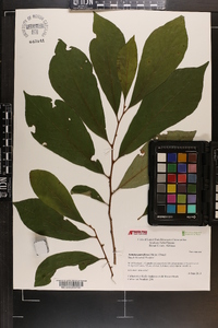 Asimina parviflora image