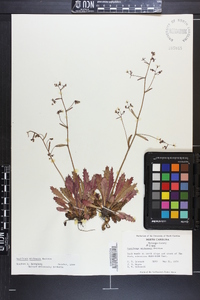 Micranthes petiolaris image
