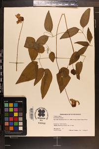 Clematis crispa image