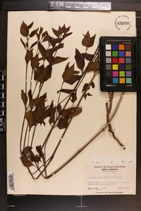 Mirabilis nyctaginea image