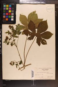 Humulus japonicus image