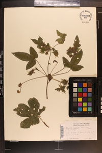 Humulus japonicus image