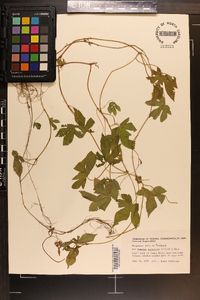 Humulus japonicus image