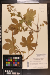 Humulus japonicus image