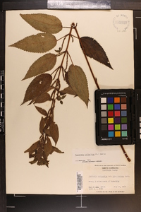 Image Associated With the Occurence