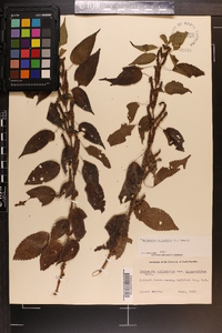 Image Associated With the Occurence
