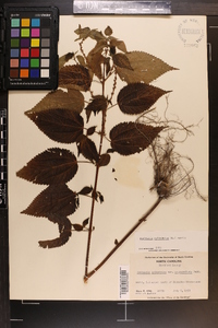 Image Associated With the Occurence