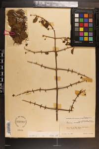 Pisonia aculeata image