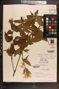 Mirabilis jalapa image